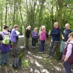 Barkers Wood survey