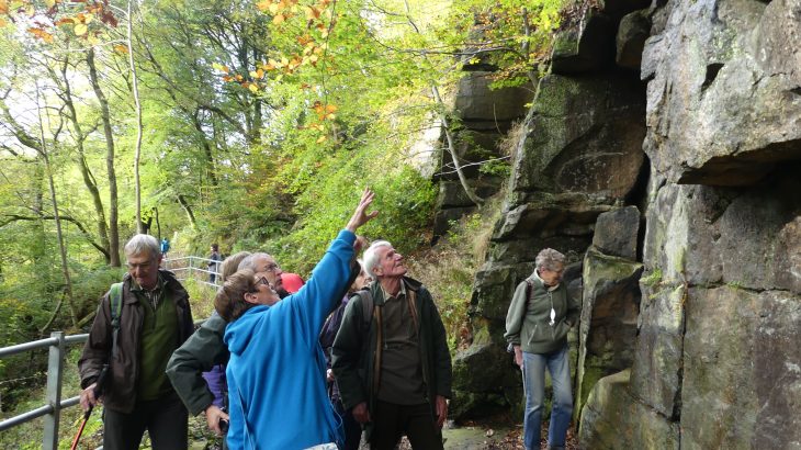 Fern ID Healey Dell
