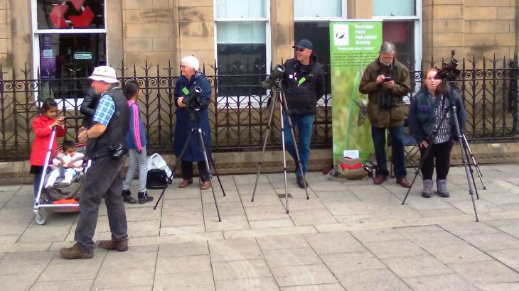 Peregrine Watch