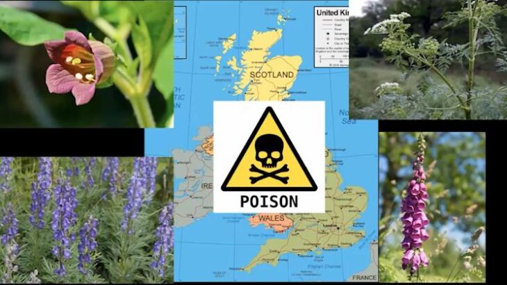 Map of UK with images of poisonous plants