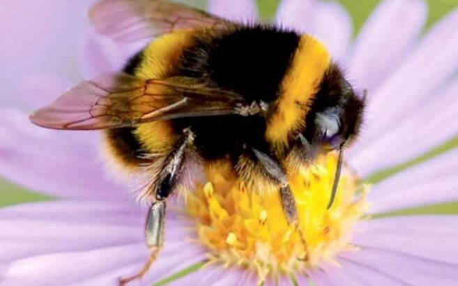 a busy bee