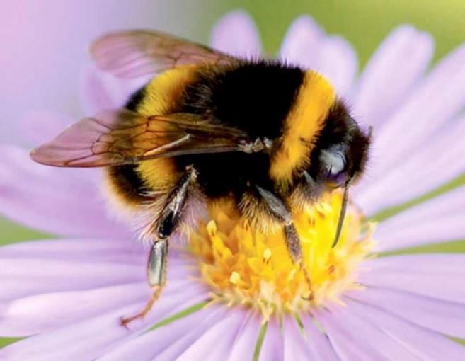 a busy bee