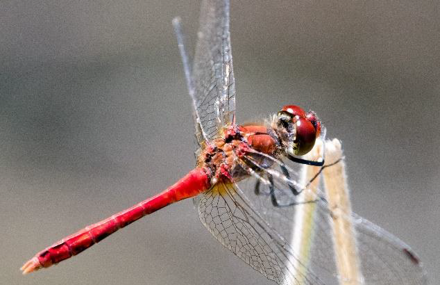 Ruddy Darter