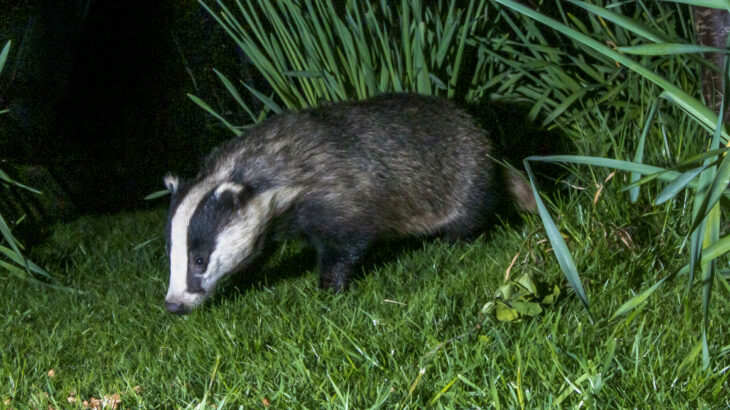 Badger