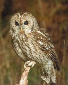 Tawny Owl perched on a branch. Photo by Ian Short.