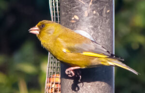 Greenfinch