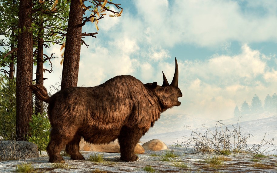 Wooly Rhinoceros