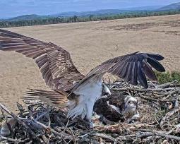 Osprey at the nest
