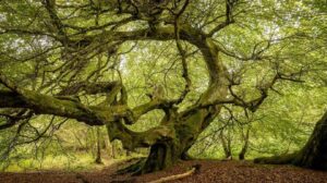 Ancient Tree - image from Woodland Trust website
https://www.woodlandtrust.org.uk/about-us/what-we-do/research-and-evidence/conservation-research-grants/statistically-modelling-ancient-and-veteran-tree-locations/