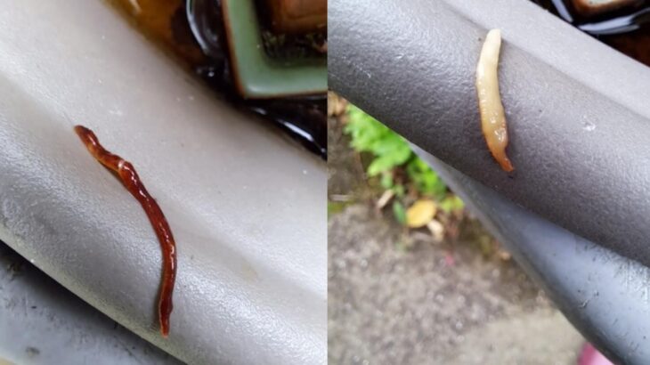 Flatworms