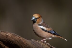 HawfinchPhoto by <a href="https://unsplash.com/@vincentvanzalinge?utm_source=unsplash&utm_medium=referral&utm_content=creditCopyText">Vincent van Zalinge</a> on <a href="https://unsplash.com/photos/brown-and-white-bird-on-brown-tree-branch-z9BW38chu58?utm_source=unsplash&utm_medium=referral&utm_content=creditCopyText">Unsplash</a> 