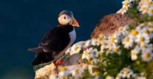 puffin on cliff