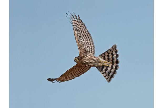 Sparrowhawk in flight