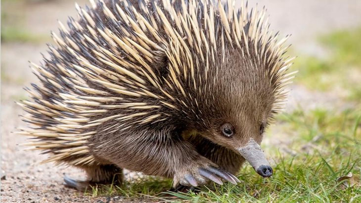 Echidna